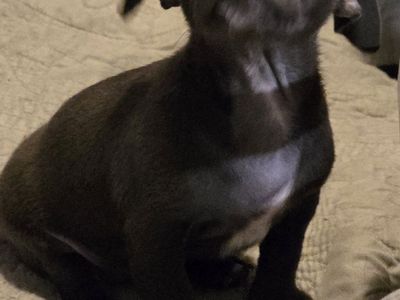 Chihuahua Puppies 8 wks