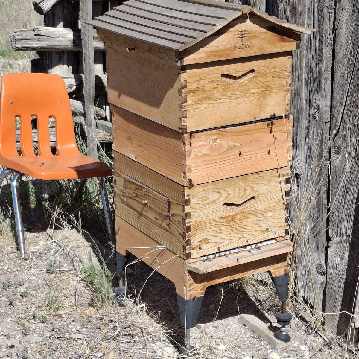 Flow hive with colony