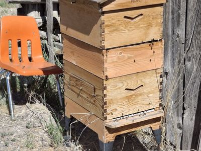 Flow hive with colony