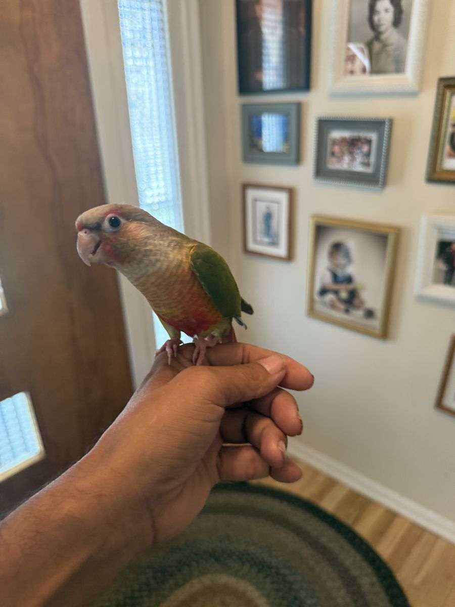3 hand Fed GreeN Cheek Conures