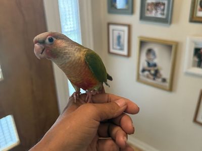 3 hand Fed GreeN Cheek Conures