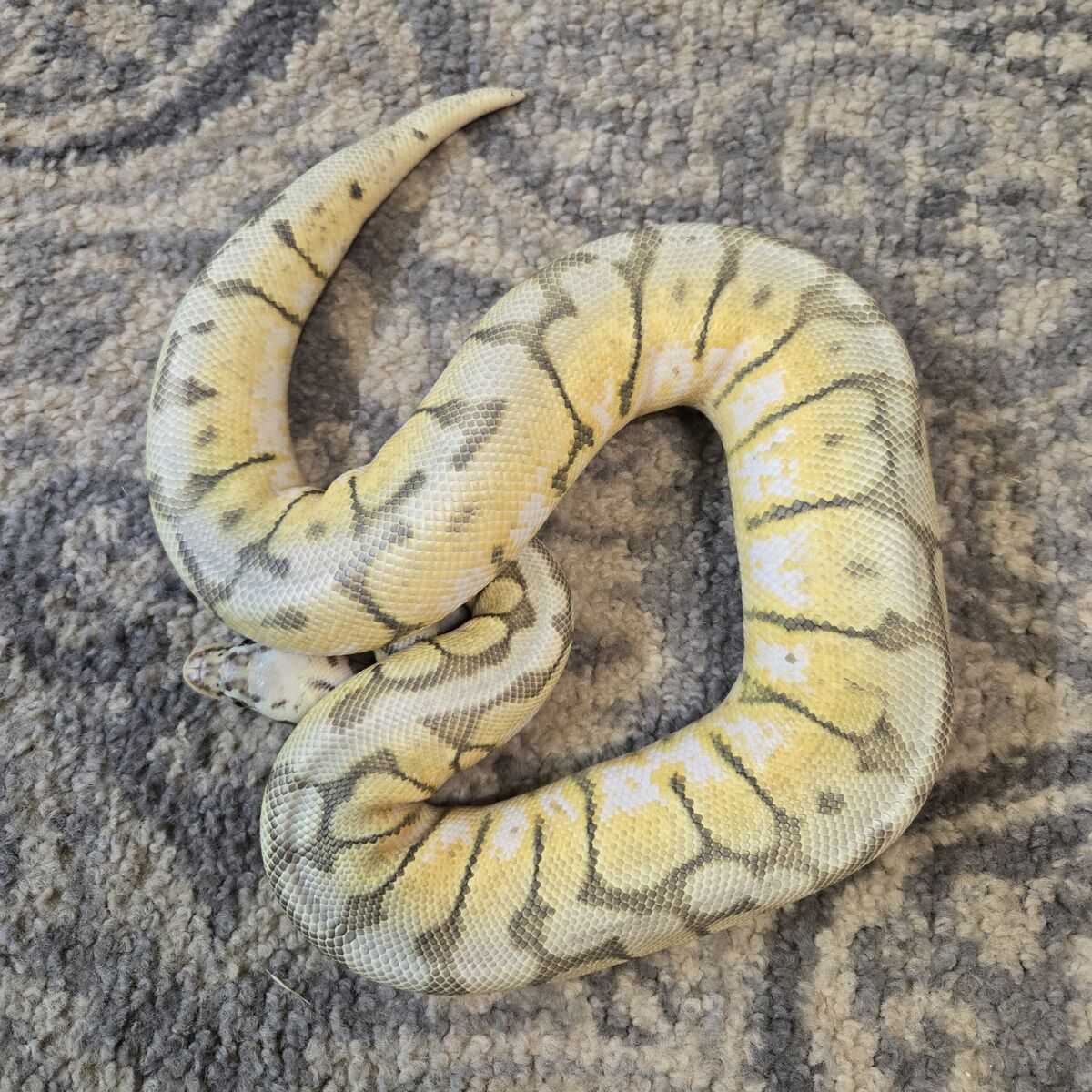 Killer bee ball python