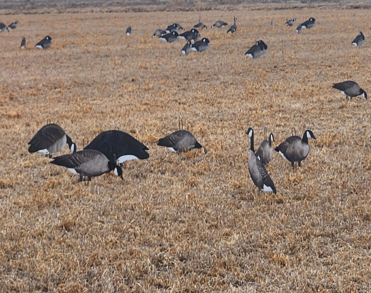 9 dozen silhouette goose decoys
