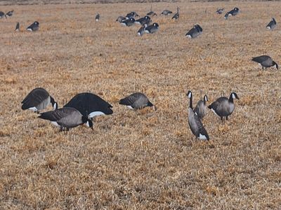 9 dozen silhouette goose decoys