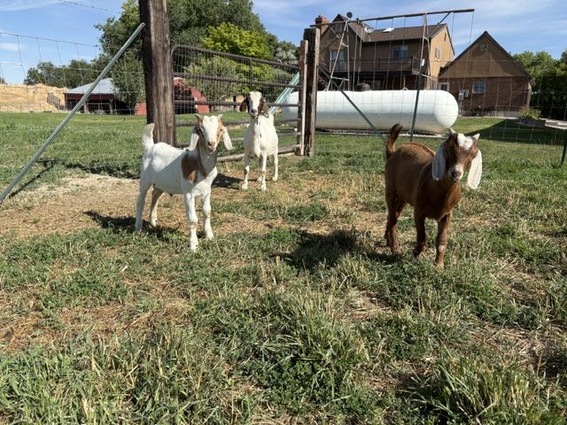 Boer Bucklings 3.5 Months old