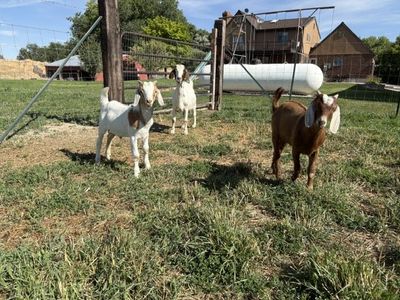 Boer Bucklings 3.5 Months old