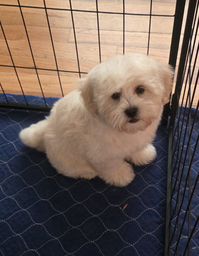 shih-poo puppies