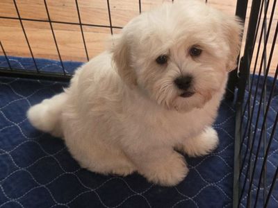 shih-poo puppies