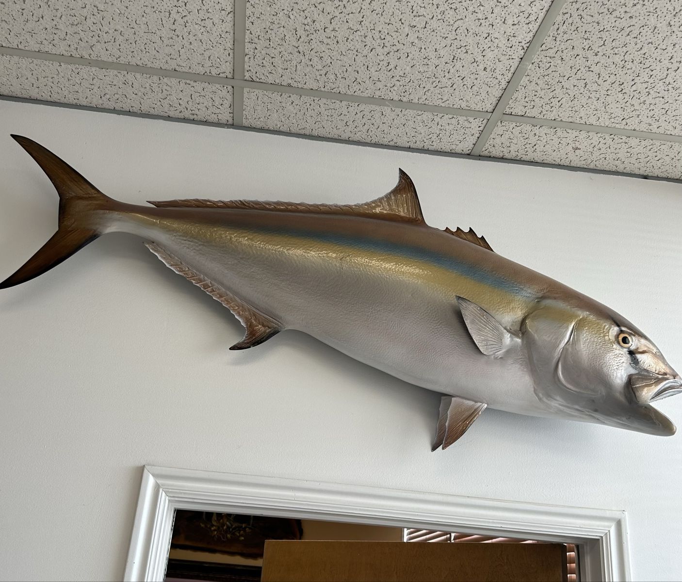 XL Amberjack 48" L x 24" T Fish Taxidermy Mount Wall Decor