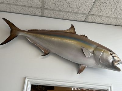 XL Amberjack 48" L x 24" T Fish Taxidermy Mount Wall Decor