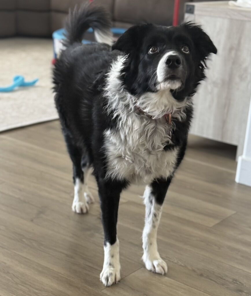 Border Collie