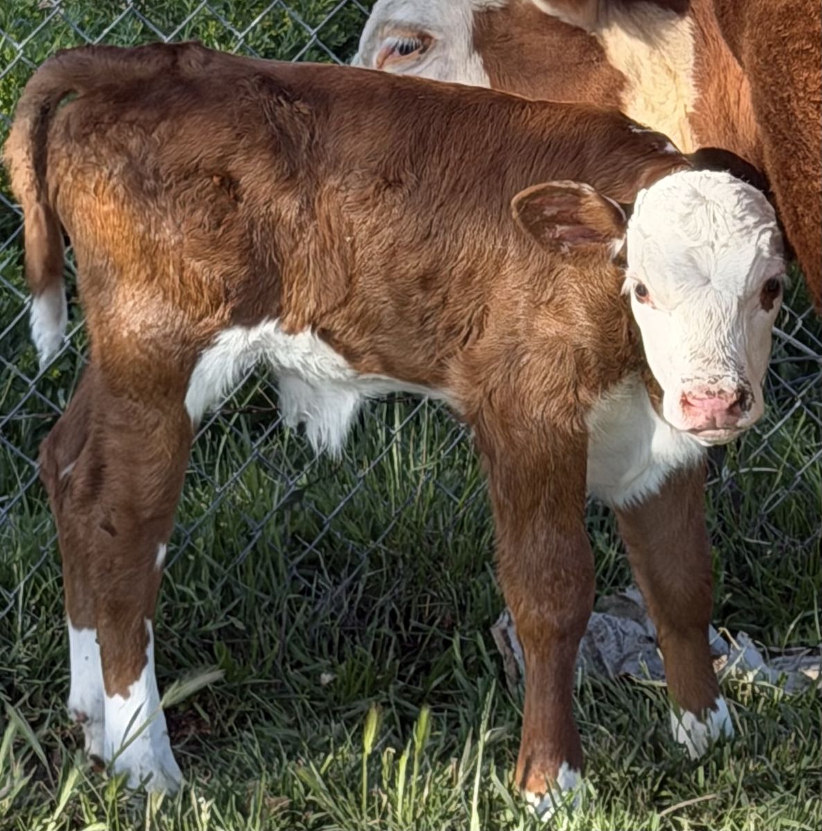 Bull Calf