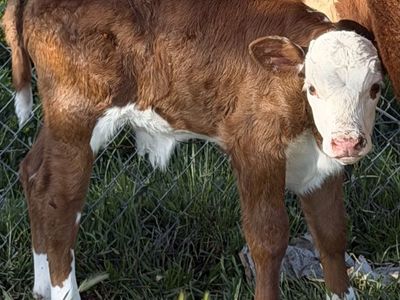 Bull Calf