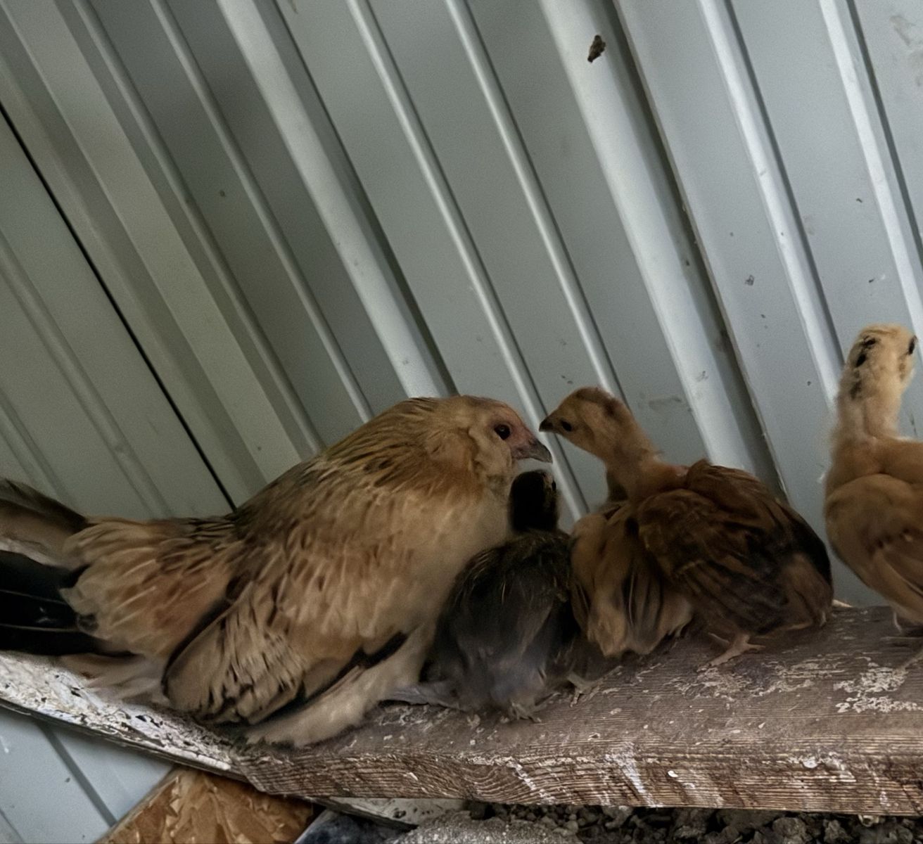Belgian Bantam Pullets (price is for all of them)