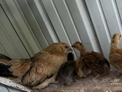 Belgian Bantam Pullets (price is for all of them)