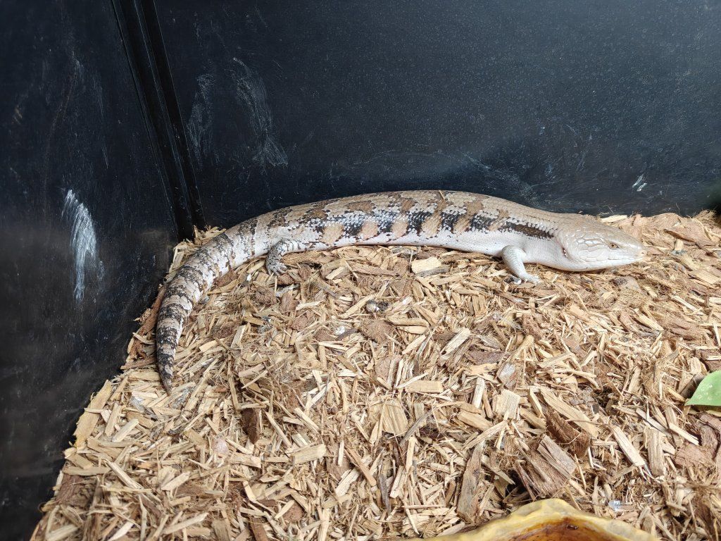 Blue Tongue Skink