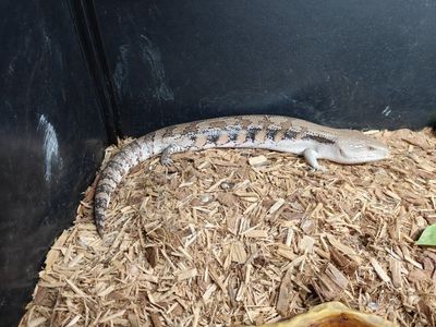 Blue Tongue Skink
