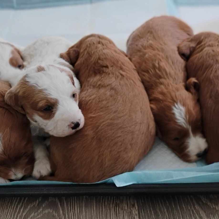 F1 Brittany Doodle Puppies