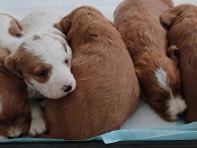 F1 Brittany Doodle Puppies