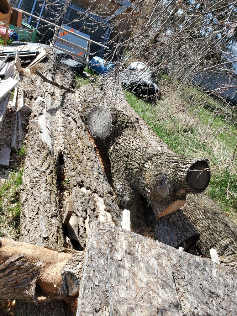 large logs