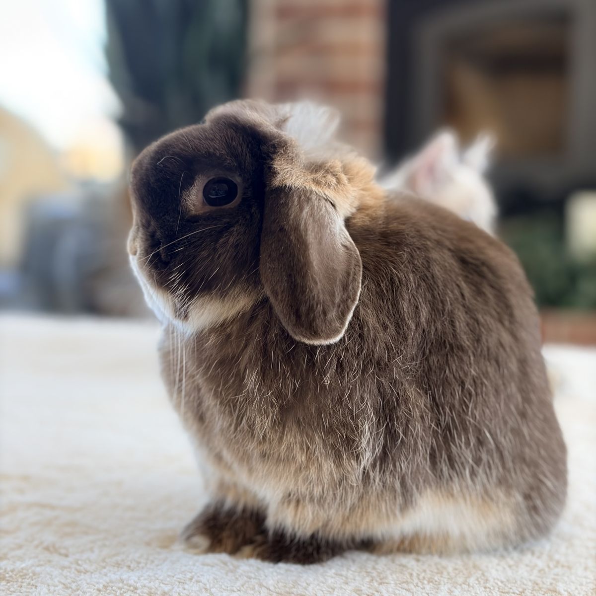 Show Chocolate Otter Lop