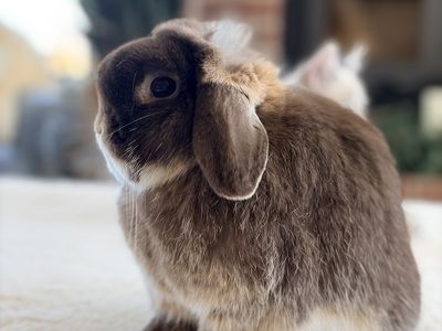 Show Chocolate Otter Lop