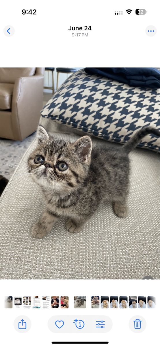 CFA exotic shorthair kittens