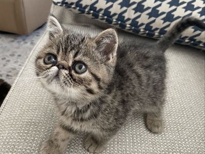 CFA exotic shorthair kittens