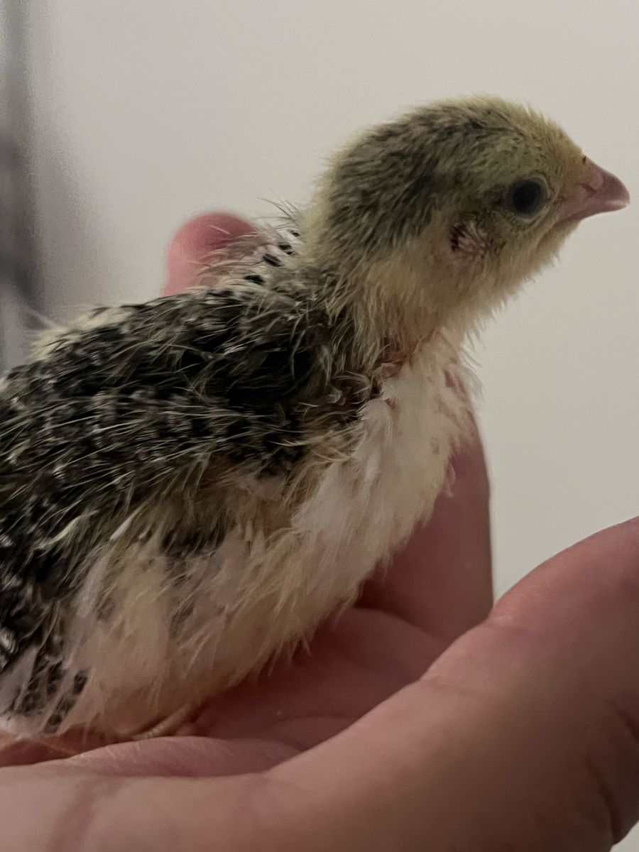 Week-Old Coturnix Quail Chick