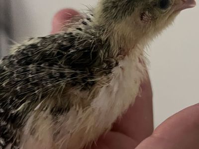 Week-Old Coturnix Quail Chick