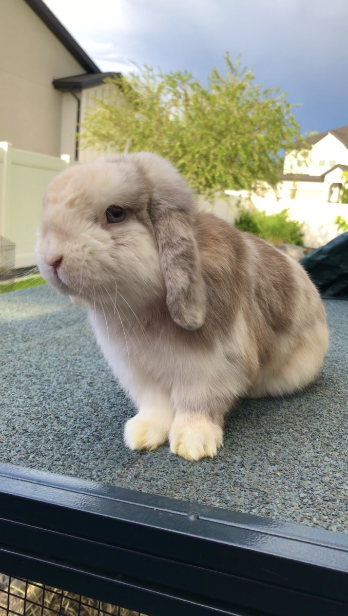 Social Holland Lop Buck