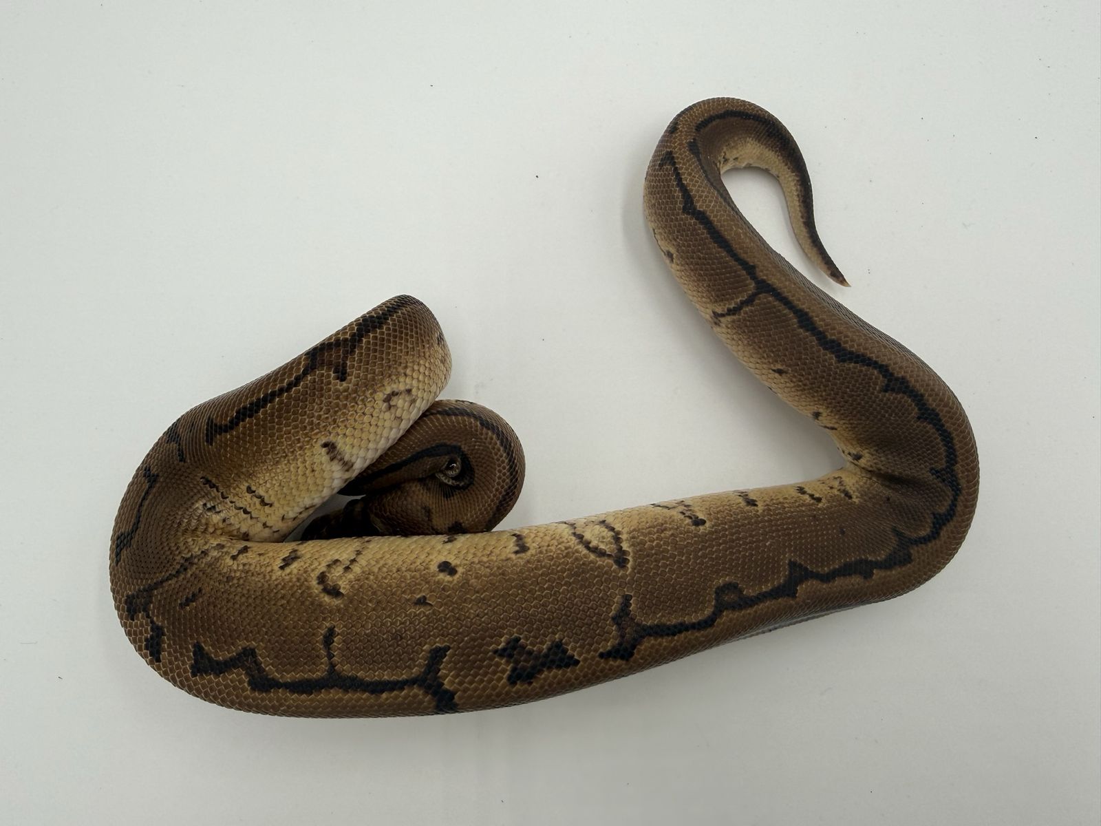 Main image 2