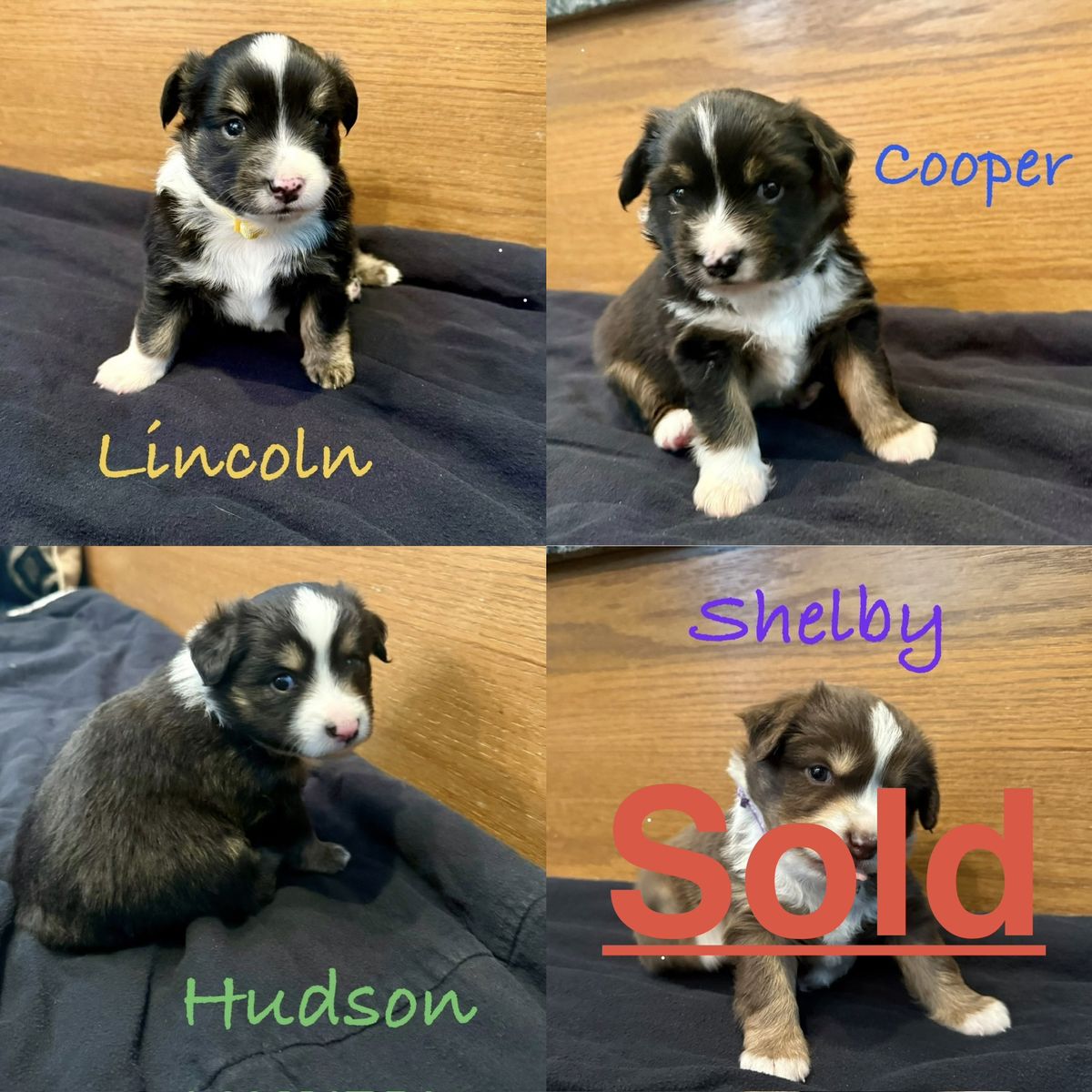Mini Australian Shepherd Puppies-ASD-Available 8/15-Mini Aussie pups