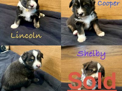 Mini Australian Shepherd Puppies-ASD-Available 8/15-Mini Aussie pups