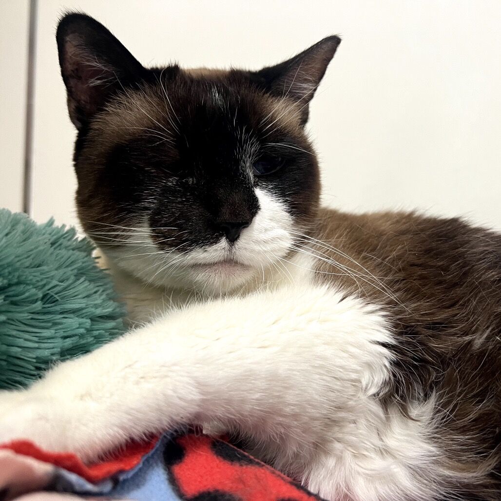 Hello my name is Alaia