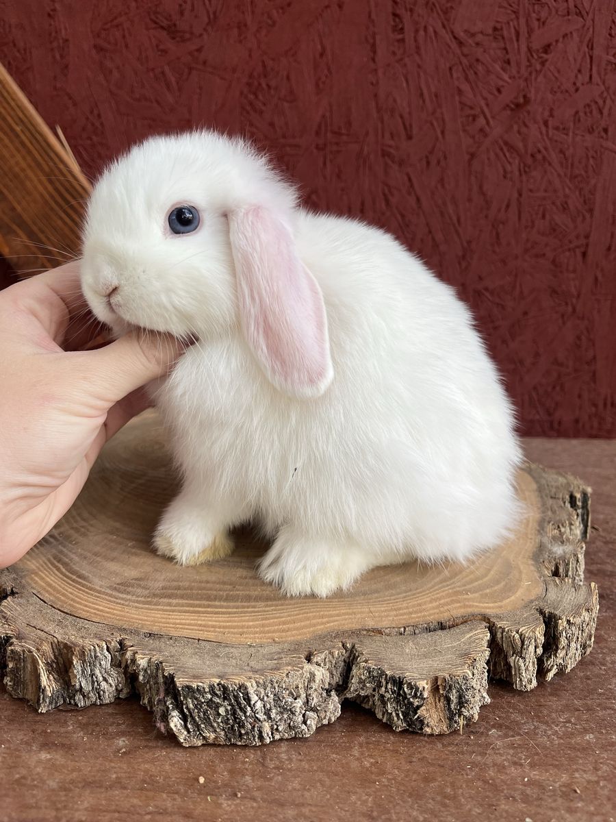 Holland Lop Buck