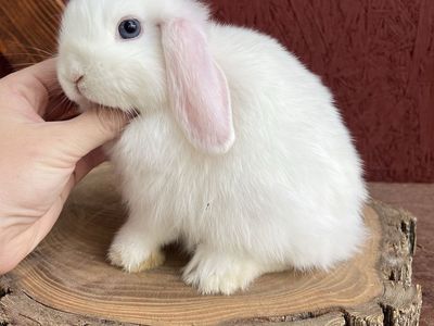 Holland Lop Buck