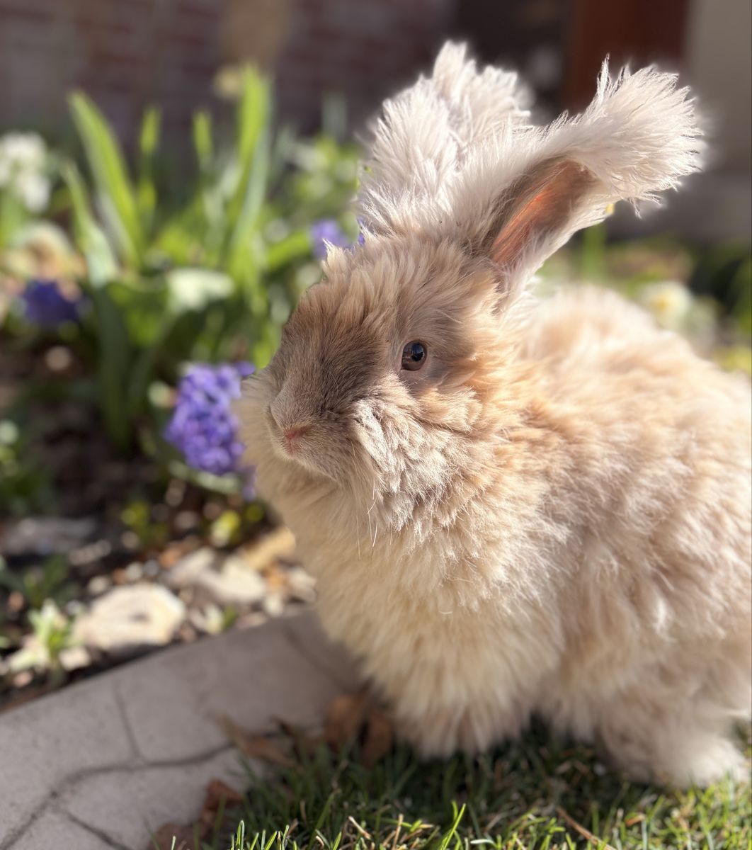 Fluff Puff Rabbitry English Angora Bunny Waitlist
