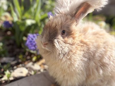 Fluff Puff Rabbitry English Angora Bunny Waitlist
