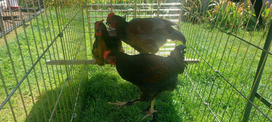 Free Roosters