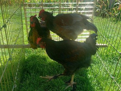 Free Roosters
