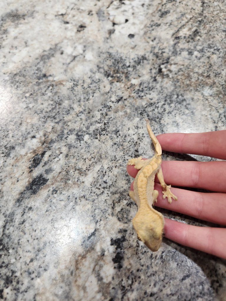 Crested Gecko - Male  Juvenile