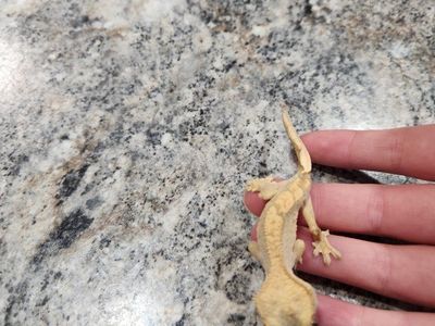 Crested Gecko - Male Juvenile