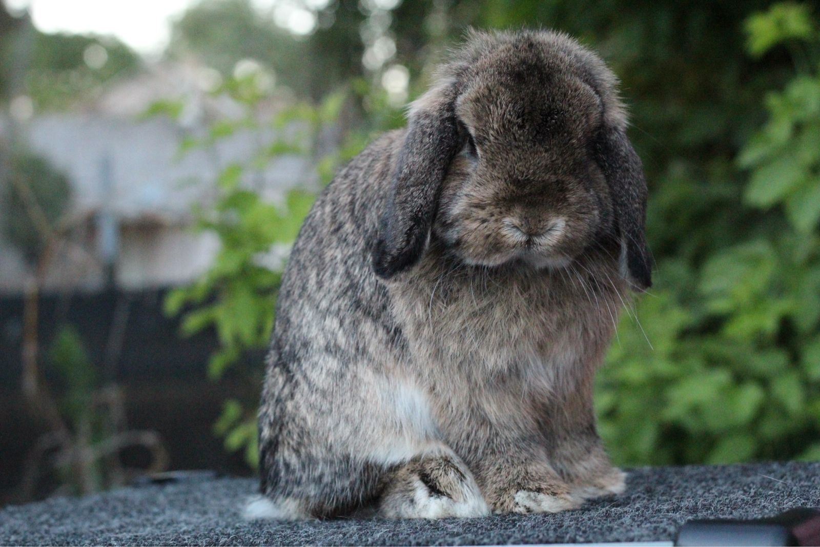Proven holland lop chestnut buck