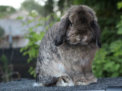 Proven holland lop chestnut buck