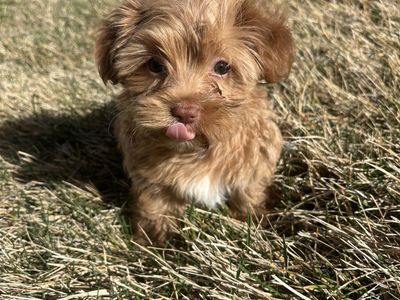 Morkie puppy