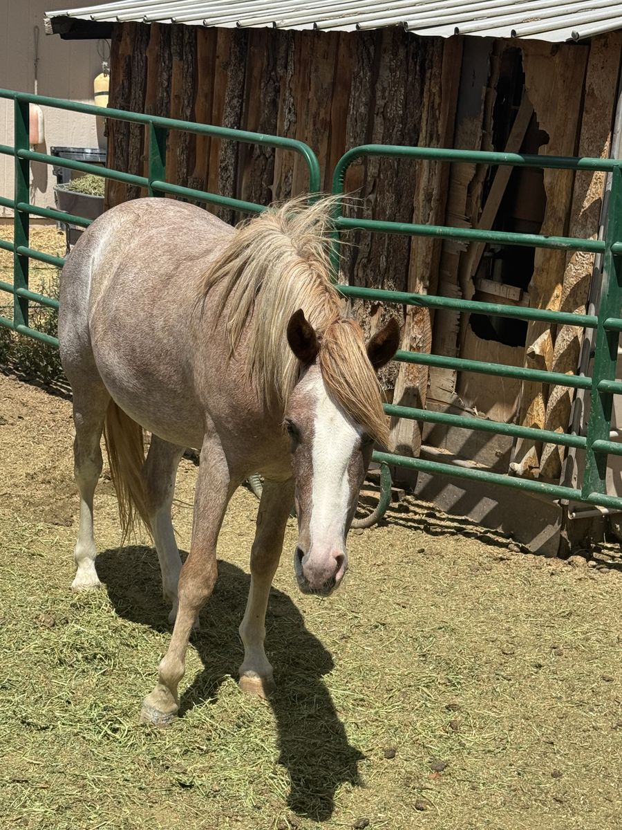 2 YR OLD RED ROAN QUARTER HORSE FILLY