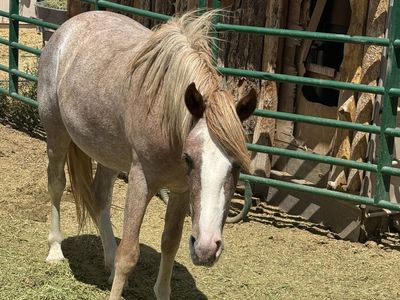 2 YR OLD RED ROAN QUARTER HORSE FILLY