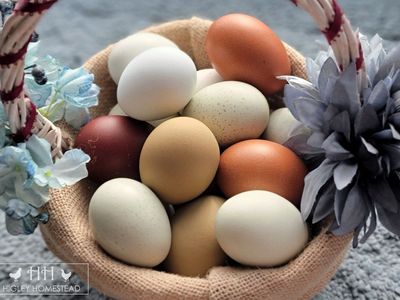Farm Fresh Chicken Eggs