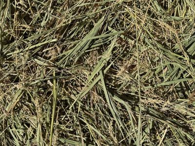 Grass Hay